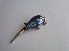 Abalone parrot brooch