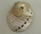 Inkwell made from Seashell
