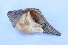 Rare 19th century Tibetan Buddhist conch shell and silver plate horn 