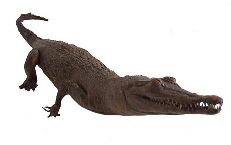 19th Century stuffed crocodile