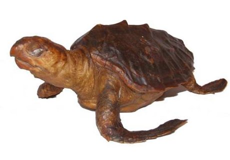 Victorian sea turtle