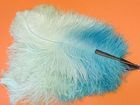 Ostrich Feather Fan