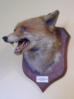 Stuffed Fox Head