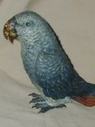 Bronze African Parrot