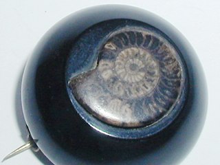 Whitby Jet Fossil Brooch